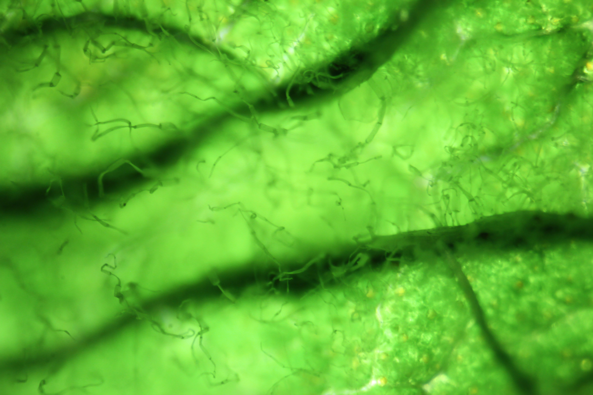 D3 vitamin från mikroalg microalgae vegan celloptimum