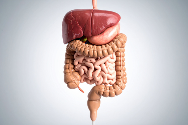 Kollagenets Roll för Tarmhälsa och Välmående